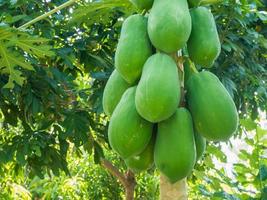 biologische groene papajavruchten aan de boom foto