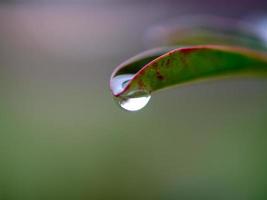 water druipend van bladeren foto