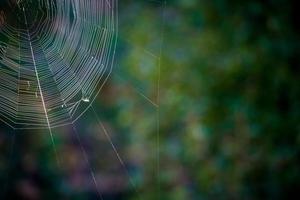 spin web over- groen foto