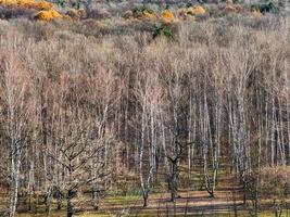 bovenstaand visie van herfst Woud foto