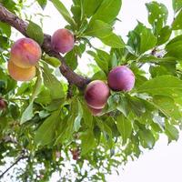 rijp pruimen Aan boom in tuin in Sicilië foto