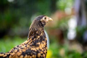 dichtbij omhoog sebright kuiken bruin kleur in de groen tuin vervagen achtergrond.. foto