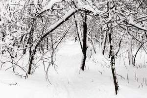 pad in sneeuw in stedelijk park in bewolkt winter dag foto