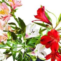 rood, wit, roze alstremeria bloemen foto