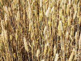 tarwe oren dichtbij omhoog in veld- in Beieren foto