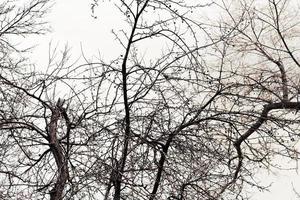 grijs lucht en takken van bomen foto