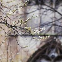 voorjaar bloesem en middeleeuws muur, Parijs foto