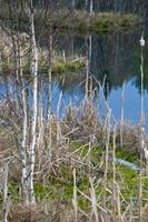 klein eiland in Woud meer foto