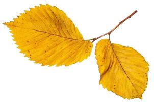 takje met geel herfst bladeren van iep boom foto
