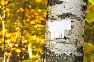 afscheuren papier merk op Aan berk romp foto