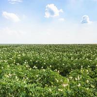 groen aardappel veld- in Frankrijk foto