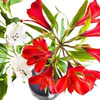 bundel van rood en wit alstremeria bloemen foto