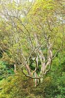 arbutus ongedaan maken boom in herfst foto