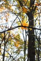 vallend esdoorn- blad Aan takje in herfst foto