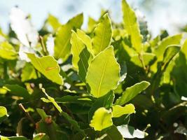 groen bladeren van laurier boom dichtbij omhoog buitenshuis foto