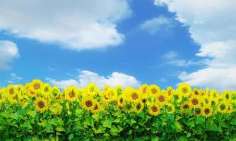 bloem veld- een veel van zonnebloemen geel bloemblaadjes in vol bloeien Aan een Doorzichtig dag wit wolken blauw lucht helder zonlicht. visie of landschap van zonnebloem velden. 3d renderen foto