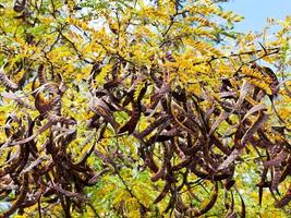 zaad peulen Aan acacia boom dichtbij omhoog foto