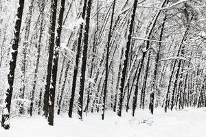 kaal bomen in met sneeuw bedekt stedelijk park in winter foto