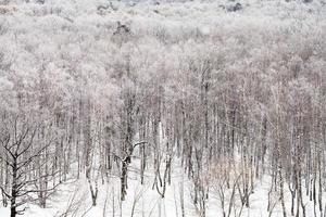 Woud gedekt door sneeuw in verkoudheid winter dag foto