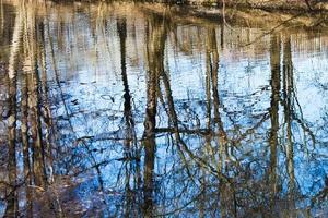 naakt bomen reflectie in vijver water in voorjaar foto