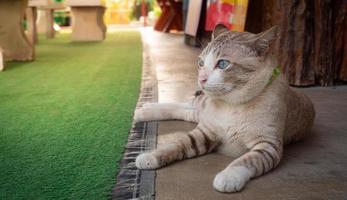 kat grijs vacht bruin strepen blauw groen ogen liggen naar beneden en kijken Bij iets in voorkant van jij. de meest populair huisdier is een kat. foto