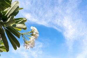 wit bloem frangipani of plumeria in groen blad met Doorzichtig blauw lucht in achtergrond. foto