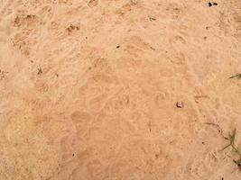 zand verdieping met voetafdrukken van honden Bij dag foto