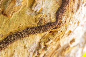 termiet nest manier pad bijhouden Aan boom in oerwoud Mexico. foto