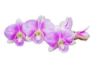 orchidee bloem plant in pot poppenhuis miniaturen tuin isoleren achtergrond uitknippad foto