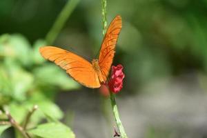 oranje gevleugeld vlinder met Vleugels breed Open foto