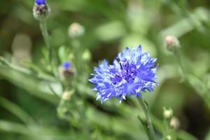 blauw korenbloem bloeiend en bloeiend in een tuin foto