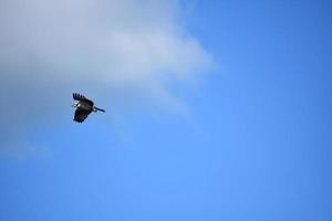 verbijsterend visarend met Vleugels gevouwen in vlucht foto
