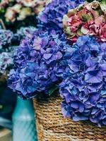 hortensia bloemen Aan Frans markt foto