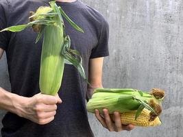een Mens houdt een maïs hoofd in zijn handen. boer. biologisch maïs. boerderij gegroeid groenten. selectief focus foto