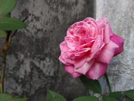 roze roos bloemblad bloei Aan een tuin foto