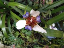 iris Northiana bloemblad bloem bloei Bij de tuin foto