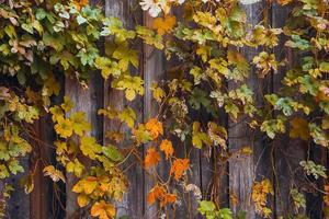 achtergrond van gele herfstbladeren en houten bruine planken foto