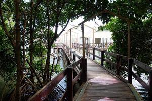 mangrove Woud toerisme landschap in zuiden sulawesi foto