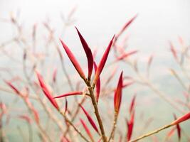 de detailopname beeld van rood bloemen met achtergrond uit van focus foto