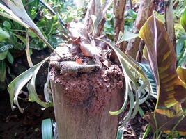 een mierenhoop Aan een houten pool in de tuin met bladeren foto