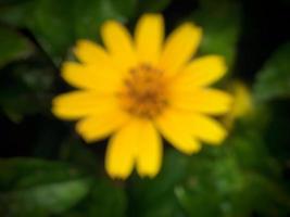 wazig afbeelding van geel bloemen foto