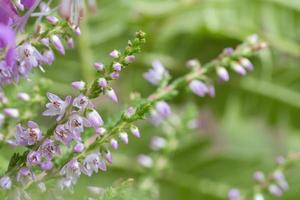 heide. takken met prima filigraan Purper bloemen. dromerig. wazig achtergrond. foto