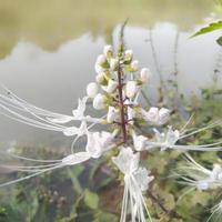 orthosifon aristatus dat groeit Aan de rand van een meer in de tuin orthosifon aristatus of bekend net zo van katten bakkebaarden is foto