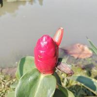 costus spicatus of in Indonesië gebeld tempo petul is een geneeskrachtig fabriek behoren naar de zingiberaceae stam foto