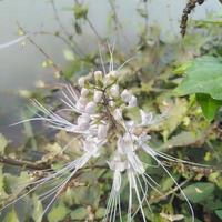 orthosifon aristatus dat groeit Aan de rand van een meer in de tuin orthosifon aristatus of bekend net zo van katten bakkebaarden is foto