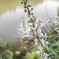 orthosifon aristatus dat groeit Aan de rand van een meer in de tuin orthosifon aristatus of bekend net zo van katten bakkebaarden is foto