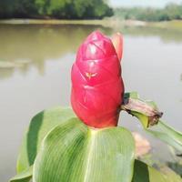 costus spicatus of in Indonesië gebeld tempo petul is een geneeskrachtig fabriek behoren naar de zingiberaceae stam foto