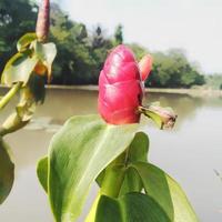 costus spicatus of in Indonesië gebeld tempo petul is een geneeskrachtig fabriek behoren naar de zingiberaceae stam foto