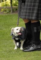 gelukkige hond op een schotse bruiloft naast man in kilt foto