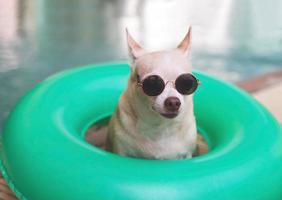 bruin kort haar- chihuahua hond vervelend zonnebril zittend in groen zwemmen ring of opblaasbaar door zwemmen zwembad, op zoek Bij camera. foto